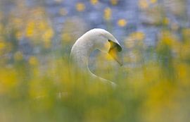 Zwaan van Anton Kloof