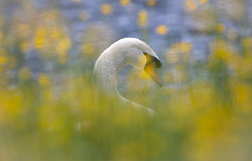 Cygne par Anton Kloof