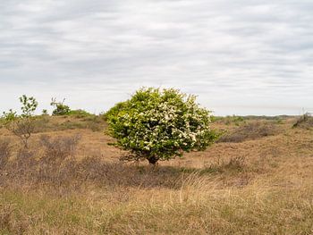 Tree in bloom in spring in the dunes