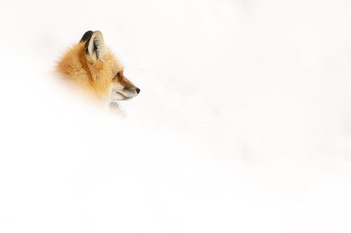 fox in snow