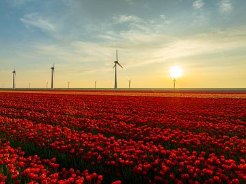 Tulpen in een veld met windturbines in de achtergrond van Sjoerd van der Wal Fotografie