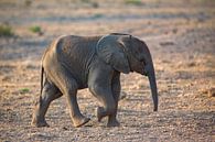 junger Elefant von Peter Michel Miniaturansicht