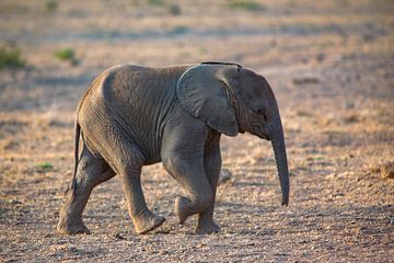 jonge olifant