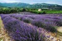 Lavendel
