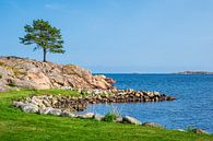 Landschap in het Bøkeskogen Natuurreservaat in Noorwegen van Rico Ködder thumbnail