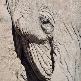 Afrikanischer Elefant von Myrthe Visser-Wind