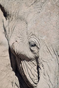 Afrikanischer Elefant von Myrthe Visser-Wind