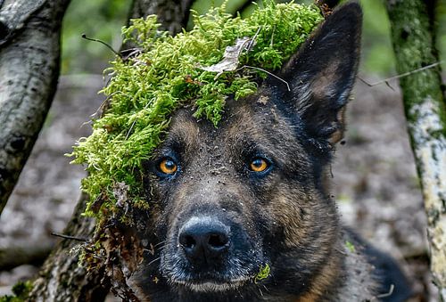 Déguisement dans la nature