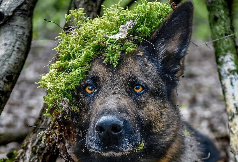 Disguise in the Wilderness by K9CARDI