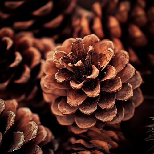 Pine cone close-up
