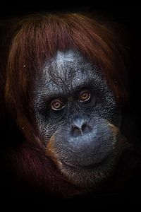 freundlicher Blick. Gescheites, intellektuelles Gesicht eines Orang-Utans mit ironischem Blick und e von Michael Semenov