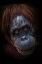 vriendelijke uitstraling. Slim intellectueel gezicht van een orang-oetan met een ironische blik en e van Michael Semenov thumbnail