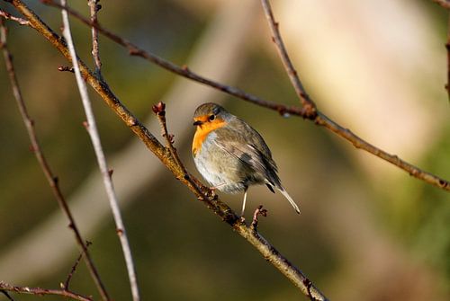Roodborst in warm winterlicht