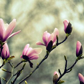 Magnolia blossom by Wiltrud Schwantz