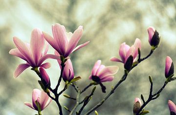 Fleur de magnolia sur Wiltrud Schwantz