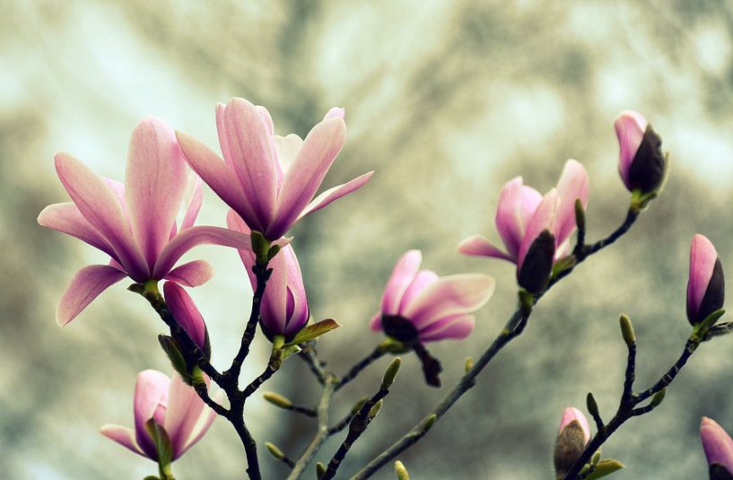 Magnolia blossom by Wiltrud Schwantz