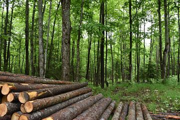 Een koord van hout aan de rand van het bos van Claude Laprise