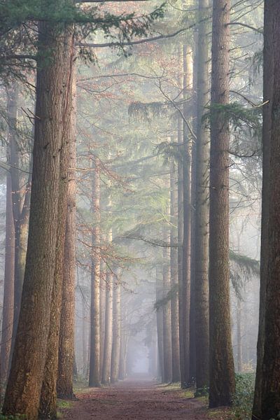 Laantje zonder eind in de mist! van Peter Haastrecht, van