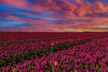 Tulpenvelden in Nederland, de Bollenvelden van Gert Hilbink