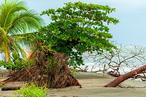 Costa Rica: Cahuita National Park