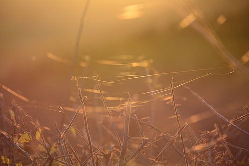 Goldenes Licht im Morvan, Frankreich