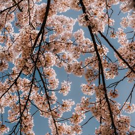Fleur de cerisier au printemps aux Pays-Bas sur Felix Van Leusden
