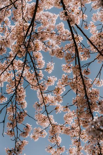 Kersenbloesem in het voorjaar in Nederland