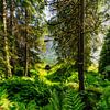 Jungle by Einhorn Fotografie