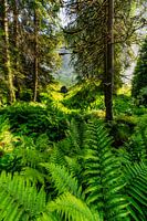 Jungle
