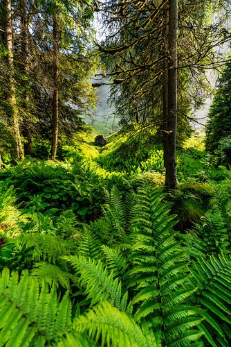 Jungle
