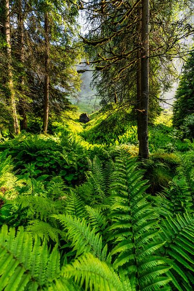 Jungle by Einhorn Fotografie