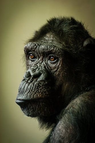Chimp in gedachten...