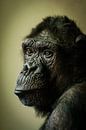 Chimp in gedachten... van Hermen van Laar thumbnail