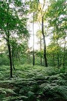 Forest Through The Trees