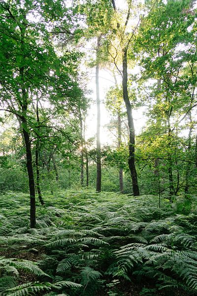 Forest Through The Trees par Thomas Duiker