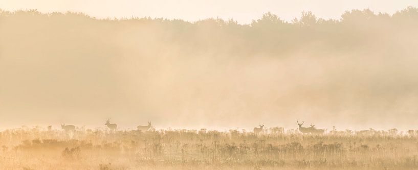 Panorama of red deer during the golden hour by Ans Bastiaanssen