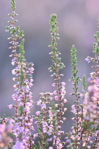 La bruyère en fleur au lever du soleil