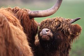 Aurochs with young by Frank van Hienen