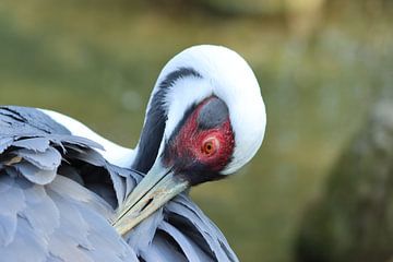 White-necked crane eyes by Edith Kusters