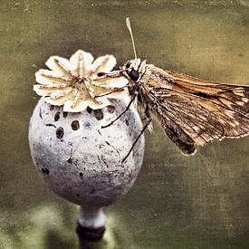 Junkie - papillon à tête épaisse de couleur rouille sur Christine Nöhmeier