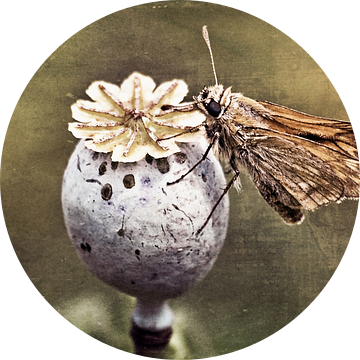 Junkie - roestkleurige dikkopvlinder