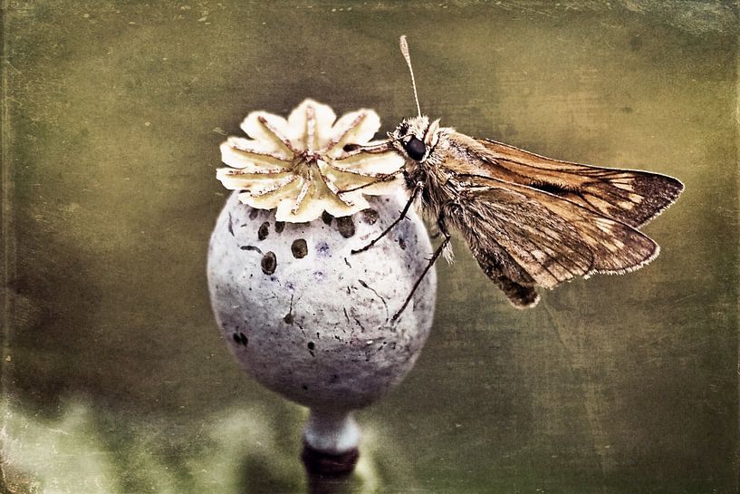 Junkie - rust-coloured thick-headed butterfly by Christine Nöhmeier
