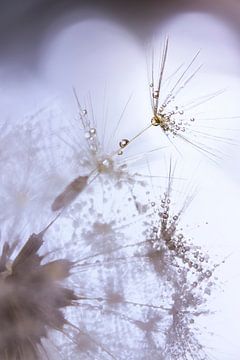 Dandelion fluff with dew drops van Bob Daalder
