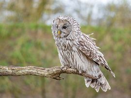 Chouette chevêche assise sur une branche sur Aandenken in Beeld