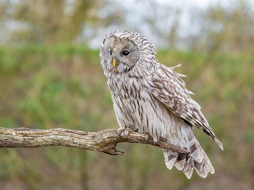 Oeraluil zittend op een tak