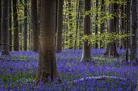 The iconic bluebell forest of Hallerbos in Halle, Belgium, showc von Thilo Wagner Miniaturansicht