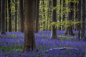 L'emblématique forêt à fleurs bleues de Hallerbos à Halle, en Belgique, présentec