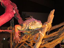 kameleon by Eugene Lentjes