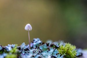 Paddenstoelen op Texel