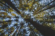 Tree tops by Johan van Esch thumbnail